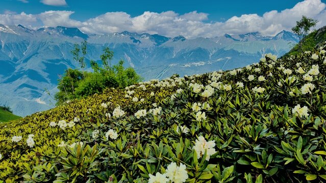 Flowers of rhododendron in caucasus mountains. Stream, mountain tops and clouds on blue sky 