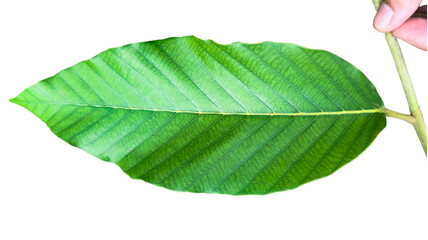 Fototapeta premium A cut-out of tree top leaves on a white background with clipping paths.