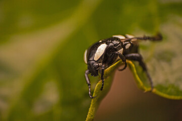 White spotted fruit chafer (Mausoleopsis amabilis) 15870