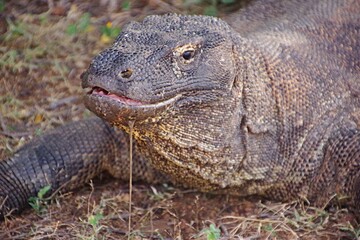 コモドドラゴン　よだれ