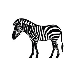 zebra vector illustration