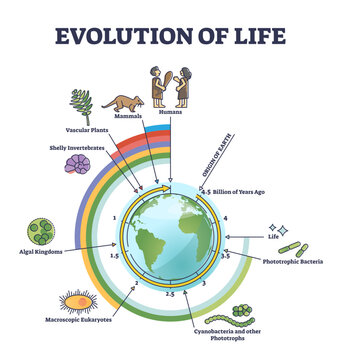 Evolution of life with round timeline for living creatures development outline diagram, transparent background. Origin of earth and further years process with bacteria, algae.
