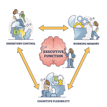 Executive function or cognitive control, illustration outline diagram, transparent background. Brain thought process model of the working memory, cognitive flexibility and inhibitory control.