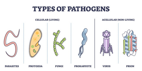 Types of pathogens, cellular, and non living virus organisms outline diagram, transparent background. Collection with bacteria, parasites, fungi, prion or protozoa elements as risk. © VectorMine