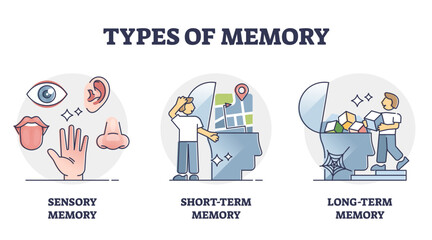 Types of memory - sensory, short-term and long-term, outline diagram, transparent background. Sensory information transferred and stored as memories.