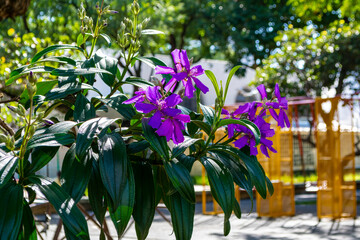 Tree species of the genus Tibouchina granulosa (Quaresmeira). Purple flower. Horizontal.