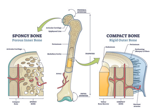 Spongy vs compact bone comparison with anatomical structure outline diagram, transparent background. Labeled educational skeletal structural differences.