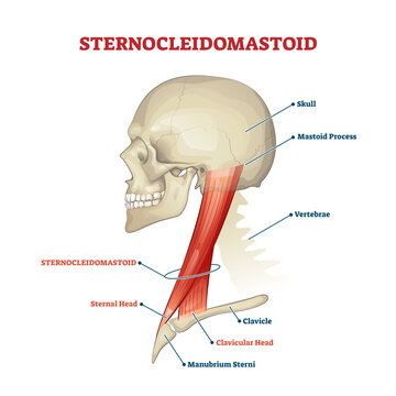 Sternocleidomastoid cervical muscle labeled educational anatomical scheme, transparent background.Head rotation and neck flexion medical explanation illustration.