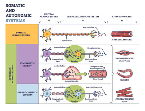 Somatic vs autonomic nervous system in detailed division outline diagram, transparent background. Labeled educational sympathetic and parasympathetic scheme.