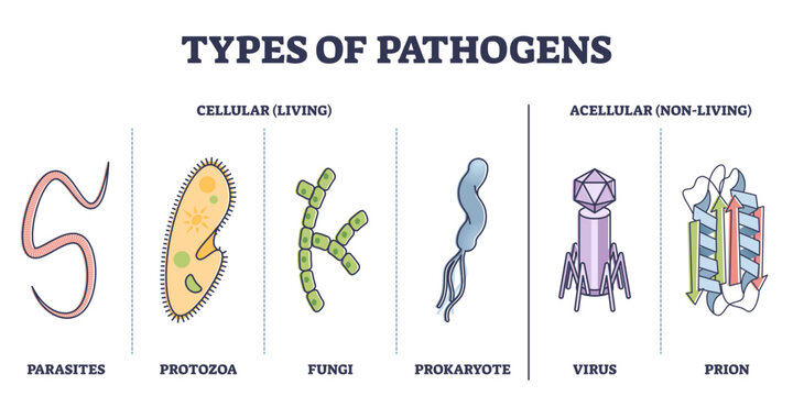 Types of pathogens, cellular, and non living virus organisms outline diagram, transparent background. Collection with bacteria, parasites, fungi, prion or protozoa elements as risk.