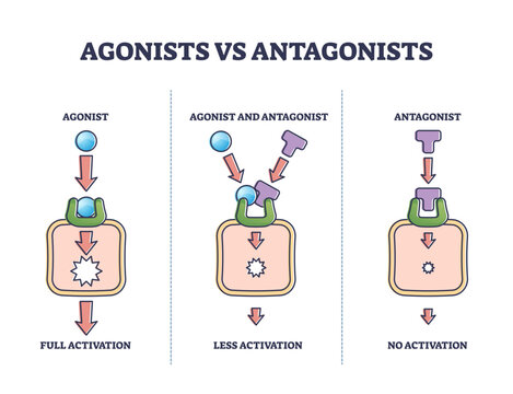 Agonists vs antagonists drugs behavior to receptor activation outline diagram, transparent background. Labeled educational pharmacological compounds effect to block or stimulate body illustration.