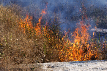 Forest and steppe fires dry completely destroy the fields and steppes during a severe drought. Disaster brings regular damage to nature and economy of region. Lights field with the harvest of wheat