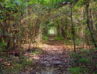 Fototapeta premium Path in the woods with a diminishing perspective