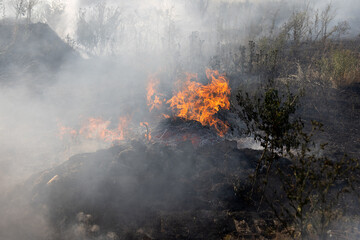 Forest and steppe fires dry completely destroy the fields and steppes during a severe drought....