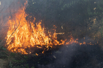 Forest and steppe fires dry completely destroy the fields and steppes during a severe drought....