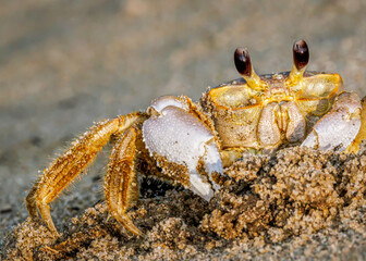 Ghost crab along the sandy seashore.  Small crab the burrows in the sand along the coastline.