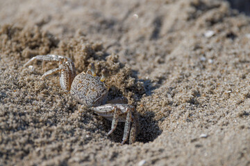 Ghost crab along the sandy seashore.  Small crab the burrows in the sand along the coastline.