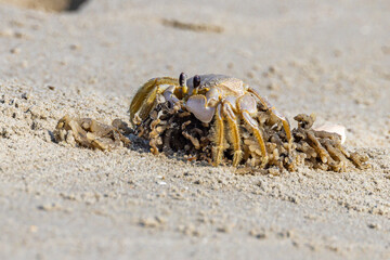 Ghost crab along the sandy seashore.  Small crab the burrows in the sand along the coastline.
