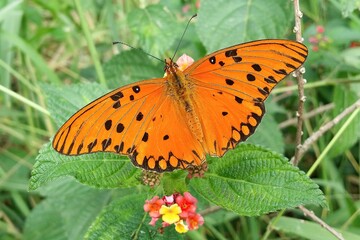 Gulf Fritillary Butterfly