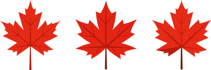 Maple autumn leaf vector