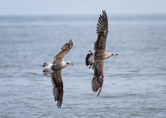 Pair of Herring Gulls flying over the seashore in search of fish.