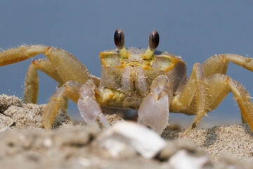 Ghost crab along the sandy seashore.  Small crab the burrows in the sand along the coastline.