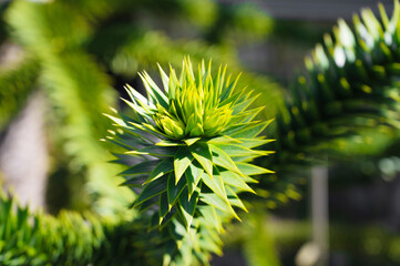 Branches of Araucaria araucana, Monkey puzzle tree, Monkey tail tree, or Chilean pine.