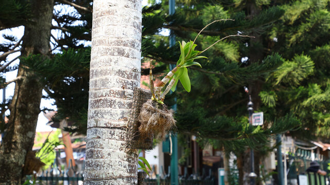 Injerto de flor en un &aacute;rbol