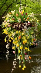 Spring flowers nature blossom hanging.