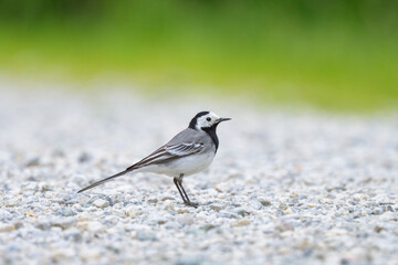 A White Wagtail walking on the ground