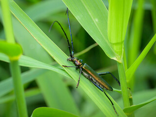 A Musk Beetle resting on a leaf