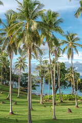 Fototapeta premium coconut palm trees on green lawn in front the beach, turquoise sea water, and cloudy blue sky
