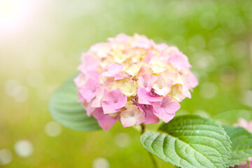 Delicate natural floral background in light pink pastel colors. Hydrangea flowers in nature garden close-up with soft focus.