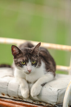 The cat looking something in the graden. Close up and bokeh background
