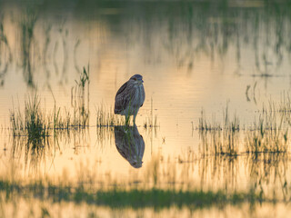 A juvenile Night Heron standing in a pond