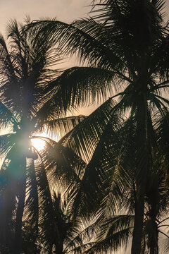 coconut palms and blue cloudy sky. natural summer background