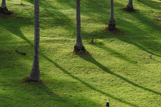 silhouette of coconut trees with the shadow casting on the green lawn, minimal abstract photo