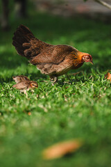 A close-up shot of a hen walking outdoors with her chicks, searching for food. The scene captures the natural behavior and family bond among the birds. Ideal for themes related to wildlife, nature, fa