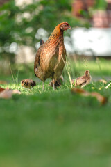 A close-up shot of a hen walking outdoors with her chicks, searching for food. The scene captures the natural behavior and family bond among the birds. Ideal for themes related to wildlife, nature, fa