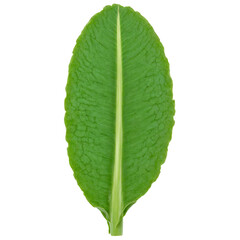 Plantain Leaf oval green leaf with parallel veins and a slightly leathery texture lying flat