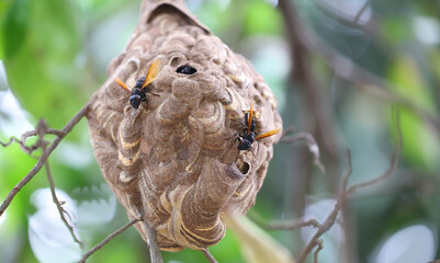 Nido de avispa asiática o avispa velutina en Yogyakarta, Java, Indonesia © IVÁN VIEITO GARCÍA