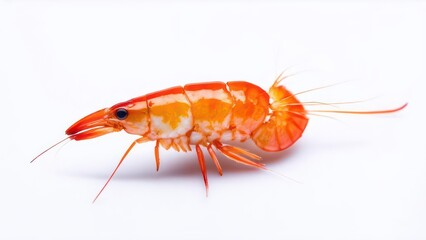 macro photography of the Shrimp on white  background