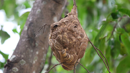 Nido de avispa asiática o avispa velutina en Yogyakarta, Java, Indonesia