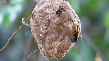 Fototapeta premium Nido de avispa asiática o avispa velutina en Yogyakarta, Java, Indonesia