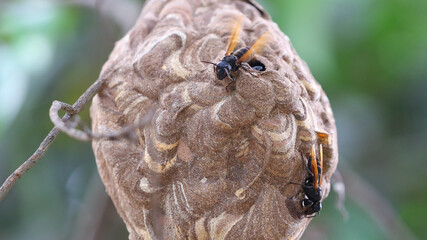 Nido de avispa asi&aacute;tica o avispa velutina en Yogyakarta, Java, Indonesia