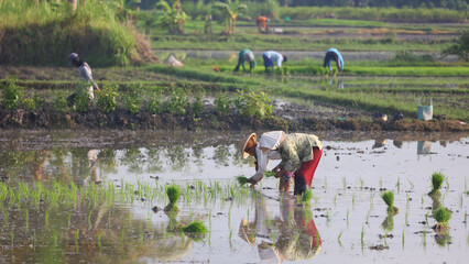 Cultivando arroz en Bali, Indonesia