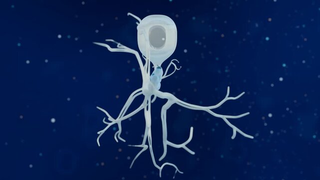 3d rendering of Sensory neurons or afferent neurons, are nerve cells that receive stimuli from sensory organs and send messages to the nervous system for processing.