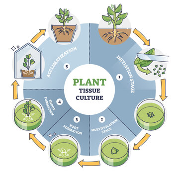 Plant tissue culture process stages with cells growth steps outline diagram, transparent background. Labeled educational technique explanation with initiation, multiplication and acclimatization.