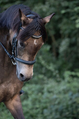 Obraz premium Pferd