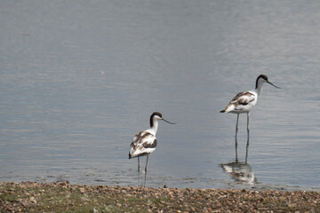  Avocet.(Recurvirostra avosetta) stood on the shore line of a salt water lagoon